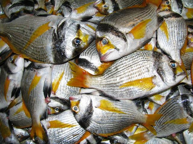 Acanthopagrus bifasciatus (Forsskål, 1775)